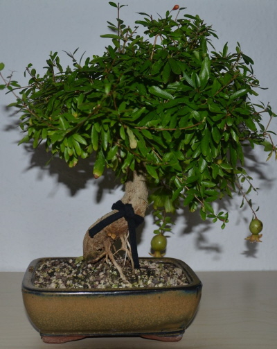 bonsai